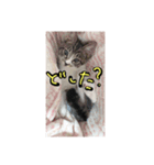 ちーくんのスタンプ❤️（個別スタンプ：3）