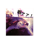 亀の日常    Turtle's daily life（個別スタンプ：8）