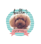 我が家の愛犬モナちゃんスタンプ（個別スタンプ：1）