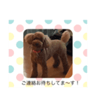 我が家の愛犬モナちゃんスタンプ（個別スタンプ：2）
