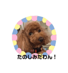我が家の愛犬モナちゃんスタンプ（個別スタンプ：5）