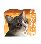ぬのかわ犬猫病院スタンプ:2（個別スタンプ：3）