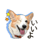 ぬのかわ犬猫病院スタンプ:2（個別スタンプ：5）