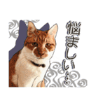 ぬのかわ犬猫病院スタンプ:2（個別スタンプ：7）