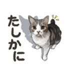 ぬのかわ犬猫病院スタンプ:2（個別スタンプ：8）