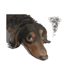 ぬのかわ犬猫病院スタンプ:2（個別スタンプ：9）
