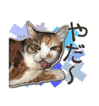 ぬのかわ犬猫病院スタンプ:2（個別スタンプ：10）