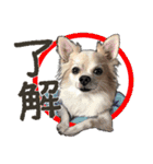 ぬのかわ犬猫病院スタンプ:2（個別スタンプ：11）