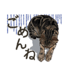 ぬのかわ犬猫病院スタンプ:2（個別スタンプ：13）