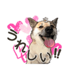 ぬのかわ犬猫病院スタンプ:2（個別スタンプ：16）