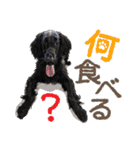 ぬのかわ犬猫病院スタンプ:2（個別スタンプ：17）