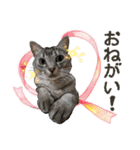 ぬのかわ犬猫病院スタンプ:2（個別スタンプ：22）