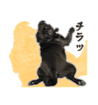 ぬのかわ犬猫病院スタンプ:2（個別スタンプ：23）