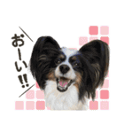 ぬのかわ犬猫病院スタンプ:2（個別スタンプ：24）
