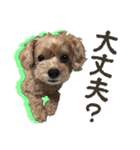 ぬのかわ犬猫病院スタンプ:2（個別スタンプ：26）