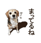 ぬのかわ犬猫病院スタンプ:2（個別スタンプ：27）