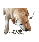 ぬのかわ犬猫病院スタンプ:2（個別スタンプ：29）