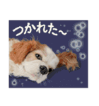 ぬのかわ犬猫病院スタンプ:2（個別スタンプ：30）