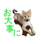 ぬのかわ犬猫病院スタンプ:2（個別スタンプ：32）