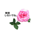 yasuおばさんの薔薇のささやき2（個別スタンプ：11）