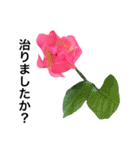 yasuおばさんの薔薇のささやき2（個別スタンプ：14）