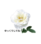 yasuおばさんの薔薇のささやき2（個別スタンプ：15）