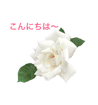 yasuおばさんの薔薇のささやき2（個別スタンプ：21）