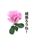 yasuおばさんの薔薇のささやき2（個別スタンプ：26）
