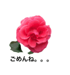 yasuおばさんの薔薇のささやき2（個別スタンプ：30）