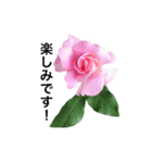 yasuおばさんの薔薇のささやき2（個別スタンプ：32）