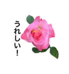 yasuおばさんの薔薇のささやき2（個別スタンプ：33）