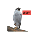 ピースケと仲間たち（個別スタンプ：3）