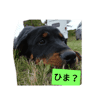 ピースケと仲間たち（個別スタンプ：4）
