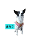 ピースケと仲間たち（個別スタンプ：5）