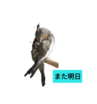 ピースケと仲間たち（個別スタンプ：6）