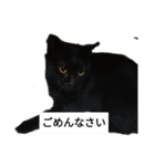 ピースケと仲間たち（個別スタンプ：7）