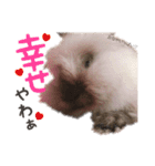 うさぎのふわりちゃん♡（個別スタンプ：12）