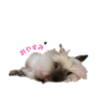 うさぎのふわりちゃん♡（個別スタンプ：13）