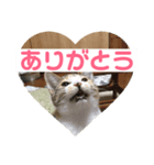 三毛猫ひまわり（個別スタンプ：1）
