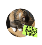 三毛猫ひまわり（個別スタンプ：2）