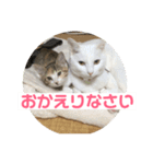 三毛猫ひまわり（個別スタンプ：3）