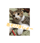 三毛猫ひまわり（個別スタンプ：4）