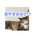 三毛猫ひまわり（個別スタンプ：5）