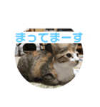 三毛猫ひまわり（個別スタンプ：6）
