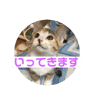 三毛猫ひまわり（個別スタンプ：7）