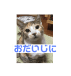 三毛猫ひまわり（個別スタンプ：8）