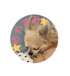 チワワのラズくん3（個別スタンプ：1）