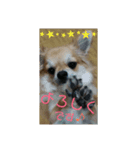 チワワのラズくん3（個別スタンプ：2）