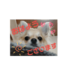 チワワのラズくん3（個別スタンプ：3）