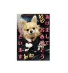 チワワのラズくん3（個別スタンプ：4）
